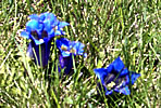 Genziana