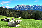 South Tyrolean summer