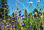 blooming pastures at the Renon plateau