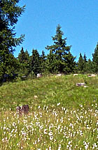 Sulfertaler Sulfertaler