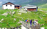 Pfelders Lazins Andelsalm